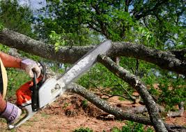 Best Arborist Consultation Services  in Vine Hill, CA