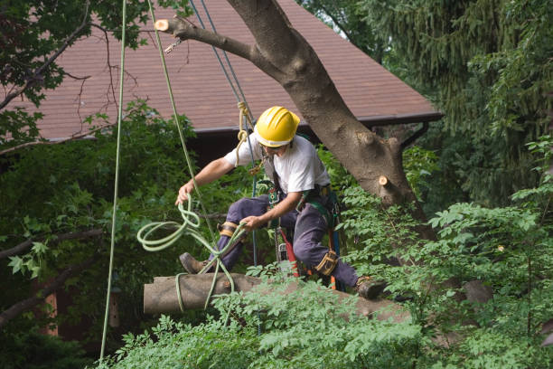 Best Tree Mulching  in Vine Hill, CA